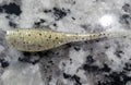 Crappie Minnow