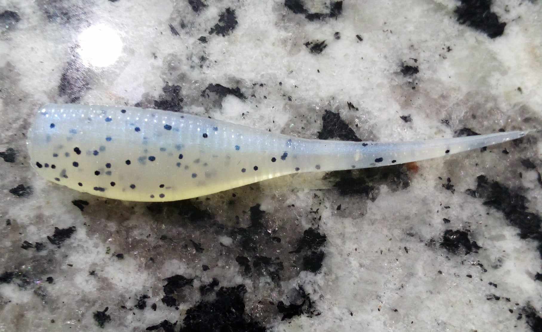 Crappie Minnow